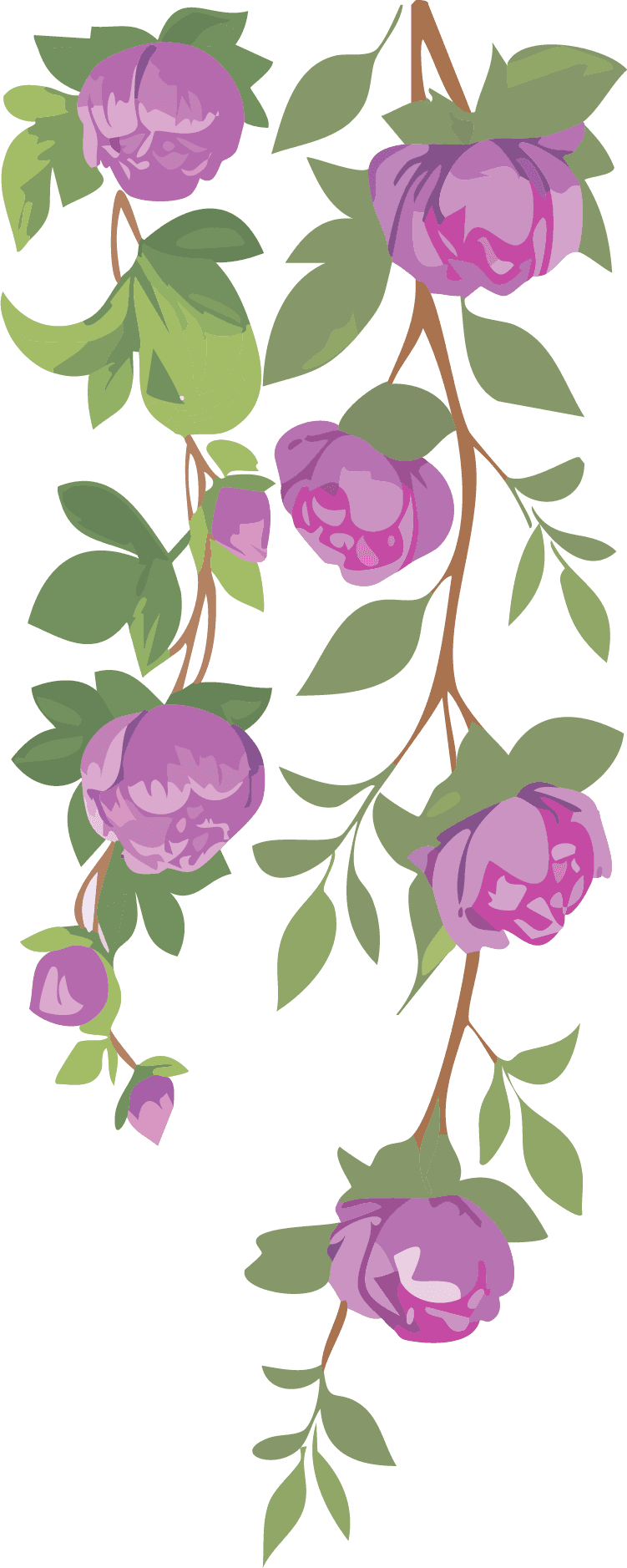 Hanging purple peonies creeper